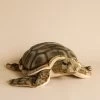 Hansa Sea Tortoise Stuffed Animal